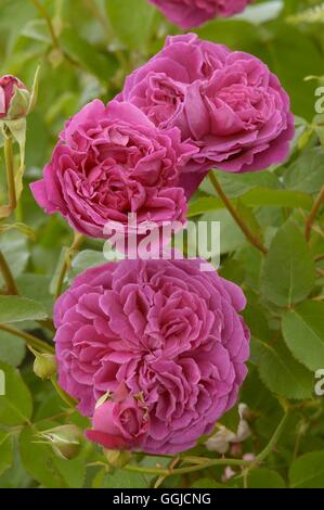 Rosa - "William Shakespeare" - MIW250427 (Strauch) Stockfoto