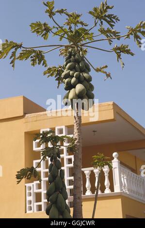 Paw Paw-(Carica Papaya) MIW250512 Stockfoto