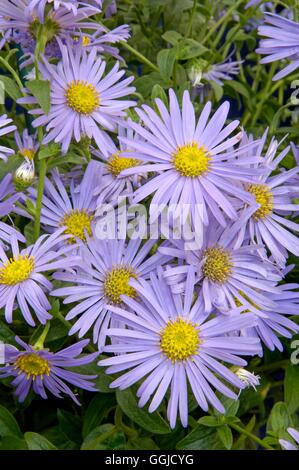 Aster X frikartii-'Monch' AGM MIW250550 Stockfoto