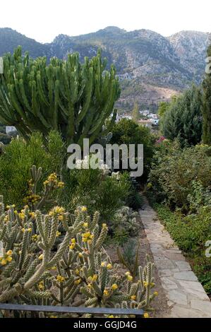 Kakteen und Sukkulenten Garten - in Nord-Zypern-MIW250648 Stockfoto