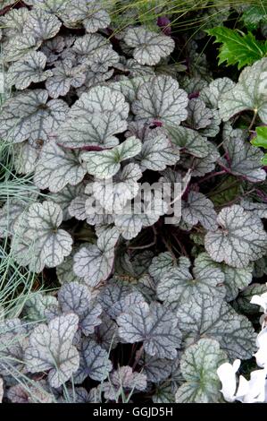 Heuchera "Silver Scrolls" MIW250668 Stockfoto