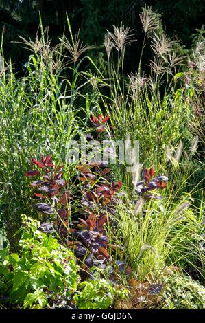 Herbst-Grenze - mit Cotinus 'Grace' umgeben von Lampenputzergras - Miscanthus und Leycesteria MIW250688 obligatorische Cred Stockfoto