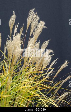 Miscanthus Sinensis 'Yakushima Dwarf'-MIW250709 Stockfoto