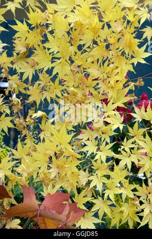 Acer Palmatum Sangu Kaku - im Herbst Farbe MIW250712 Stockfoto