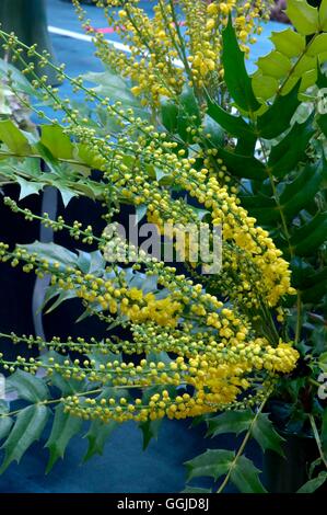 Mahonia X media-"Lionel Fortescue" MIW250723 Stockfoto