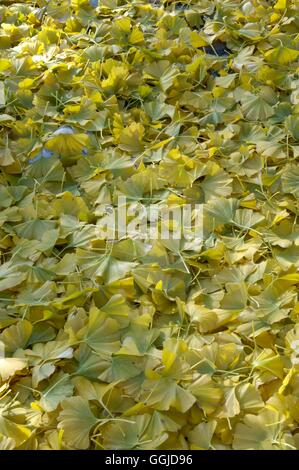 Ginkgo Biloba AGM - Herbst gefallenen Blätter MIW250733 Stockfoto