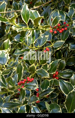 Ilex Aquifolium - 'Argenta Marginata' AGM - - (weibliche) MIW250736 /Photoshot Stockfoto