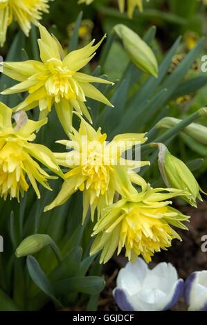 Narcissus - "Rip van Winkle" MIW250804 Stockfoto