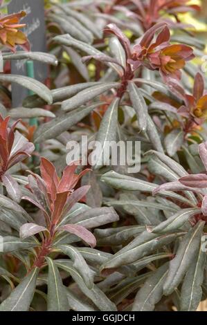 Euphorbia Amygdaloides - 'Purpurea' MIW250806 Stockfoto