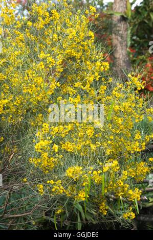 Senna Artemisiodes-- (Syn Cassia Artemisioides) - - Silber Cassia '' gefiederten Cassia'' ' MIW250826 obligatorische Cred " Stockfoto