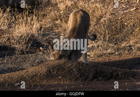 Lion erstreckt sich in der Nähe von Simbazi in das Selous Game Reserve von Tansania Stockfoto