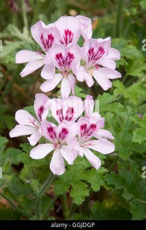 Pelargonien - "Copthorne" AGM - (duftende) MIW250861 Stockfoto