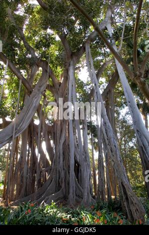 Ficus Macrophylla - Subspecies Columnaris-- Lord-Howe-Insel Banyan MIW250896 Fotos Horticultura Stockfoto