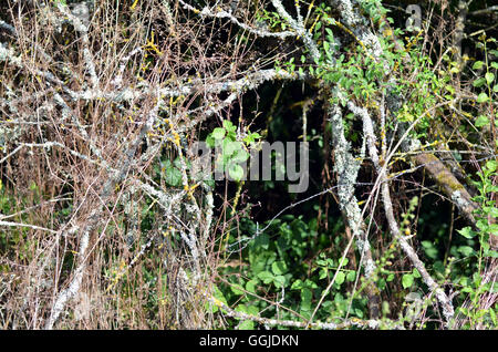 pieksigen Strauch Dornstrauch in wilder Landschaft während Französisch Sommer Stockfoto