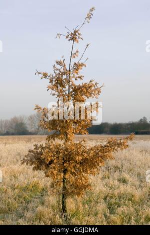 Quercus Robur-- Bäumchen im Winter halten Laub. - - englische Eiche MIW250920 Fotos Horti Stockfoto