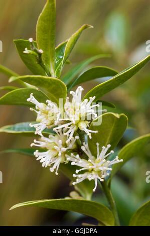 Sarcococca Ruscifolia - var. Chinensis AGM MIW250966 Stockfoto