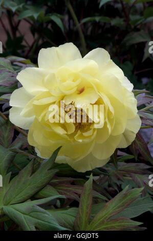 Paeonia - "High Noon" MIW251005 Stockfoto