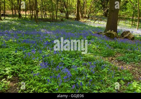 Bluebell Holz-- MIW251093 (Hyacinthoides non-Scripta) Stockfoto