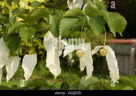 Baume involucrata - Pocket - Taschentuch Baum ''Dove Baum''' MIW 251098 Stockfoto