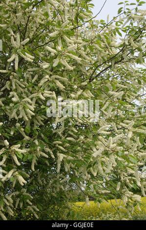 Prunus Padus-- Vogel-Kirsche MIW251099 Stockfoto