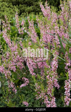 Prunus Tenella - Zwerg russischen Mandel MIW251106 Stockfoto