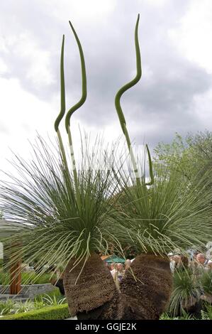 Xanthorrhoea - Blackboys '' Grasbäume ''' MIW251144 ' Stockfoto