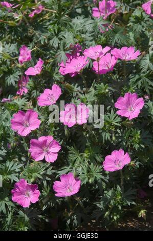 Geranium Sanguineum - "Alan Bloom MIW251160 Stockfoto
