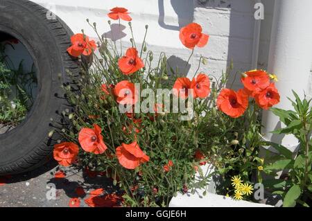 Mohn - Common-- (Papaver Rhoeas) MIW251237 Stockfoto