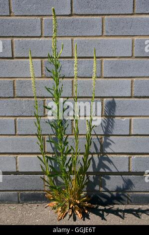 Schweißnaht-(Reseda Luteola) MIW251241 Stockfoto