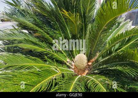 Sagopalme oder Cycas Revoluta Nahaufnahme. Stockfoto