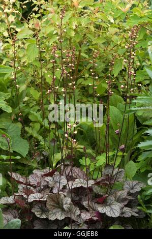 Heuchera - "Silberne Schriftrollen" MIW251308 Stockfoto