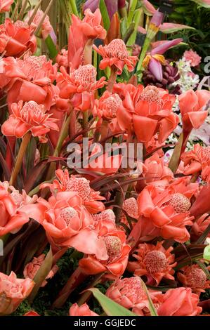 Etlingera elatiorbegonie Erdbeere - Rote Fackel Ingwer'' Yamamoto Fackel''' MIW 251336/ph-Wert" Stockfoto