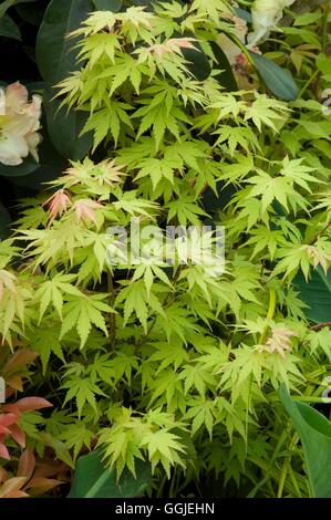 Acer Palmatum 'Orange Dream' MIW251411 Stockfoto