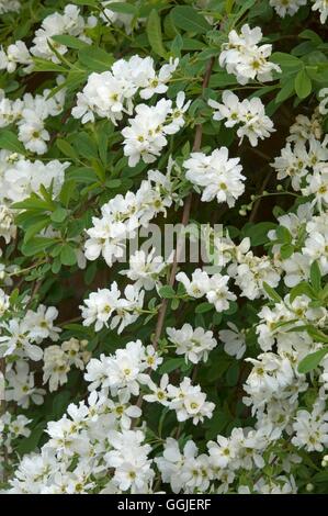 Exochorda Macrantha 'The Bride' MIW251522 Stockfoto