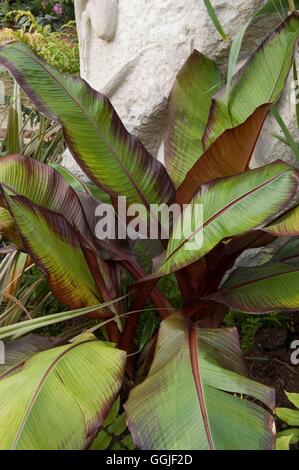 Ensete Venricosum 'Maurelii' - rote abessinische Banane MIW251654 /Photoshot Stockfoto