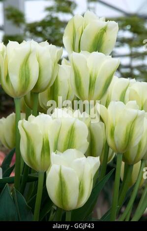 Tulipa 'Spring Green' - - MIW251684 (Viridiflora) Stockfoto