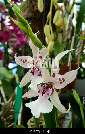 Beallara "Peggy Ruth Carpenter" MIW251762 Stockfoto