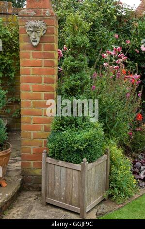 Formschnitt - Spirale Box-- (Buxus) brauchen Trimmen MIW251789 Stockfoto