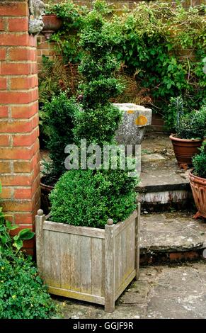 Formschnitt - Spirale Box-- Buxus brauchen Trimmen MIW251798 Stockfoto