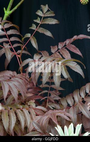 Sorbaria Sorbifolia 'Sem' MIW251885 Stockfoto