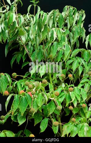 Cornus Kousa var. Chinensis "Milky Way" MIW251888 Stockfoto