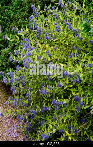 Caryopteris X clandonensis 'Worcester Gold' MIW251904 Stockfoto