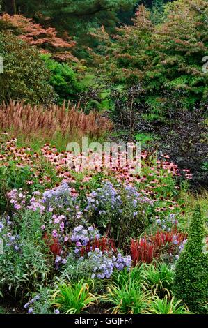 Stauden im Herbst-Astern Echinacea Imperata und Miscanthus-bei RHS Harlow Carr Gärten - Kredit bitte Lage Re Stockfoto