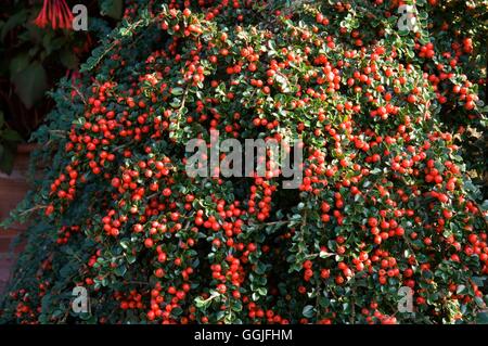 Zwergmispel Horizontalis im Herbst MIW251976 Stockfoto