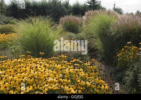 Herbst - Garten - Prairie Pflanzung Stil - (bitte Kredit: Fotos Hort/Ryton Bio Gdn) obligatorische Cred MIW251993 Stockfoto