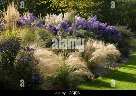 Herbst-Garten - mit Astern Miscanthus und Stipa. - - (bitte Kredit: Fotos Hort/Ashwoods Baumschulen) MIW251997 Comp Stockfoto