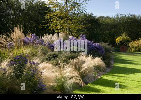 Herbst-Garten - mit Astern Miscanthus und Stipa. - - (bitte Kredit: Fotos Hort/Ashwoods Baumschulen) MIW251999 Comp Stockfoto