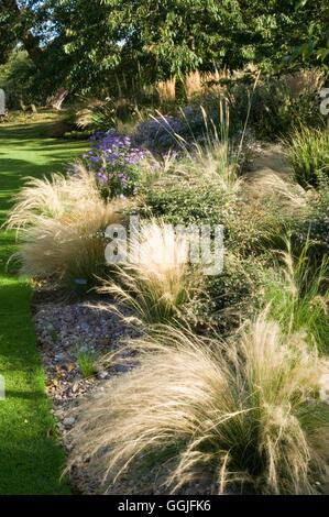 Herbst-Garten - Aster und Stipa-- (bitte Kredit: Fotos Hort/Ashwoods Baumschulen) MIW252004 Stockfoto