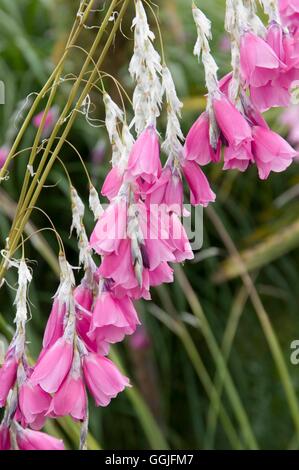 Dierama Pulcherrimum-- Engels Angelrute MIW252025 Stockfoto