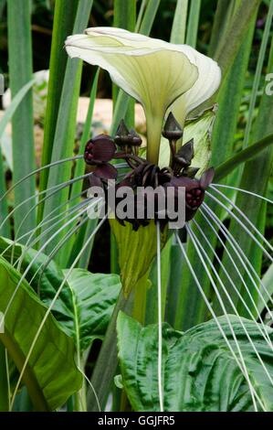 Tacca Chantrieri-- Fledermaus Pflanze '' des Teufels Blume ''' MIW252092 ' Stockfoto